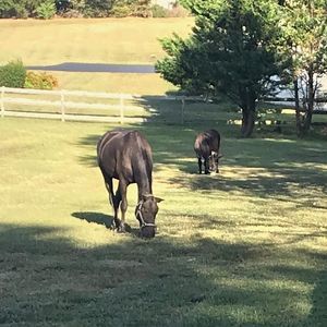 Meet your Posher, Wendy